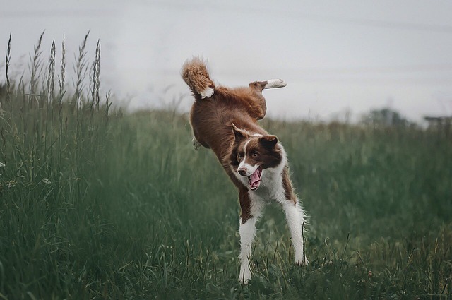 How To Calm Down a Dog Who Seriously Needs to Chill