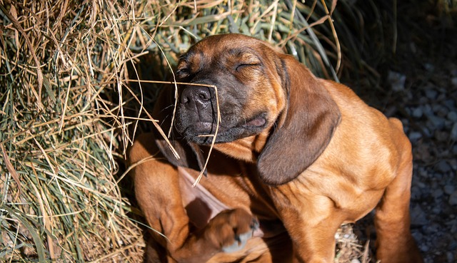 Flea Allergy Dermatitis in Dogs: How to Spot It and Help Your Pup