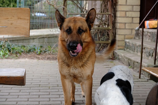 Why Do Dogs Eat Poop And How Can You Stop Them?