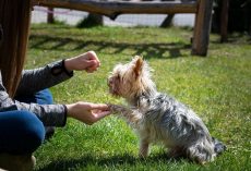 The Complete Guide to Dog Training: Everything You Need to Know