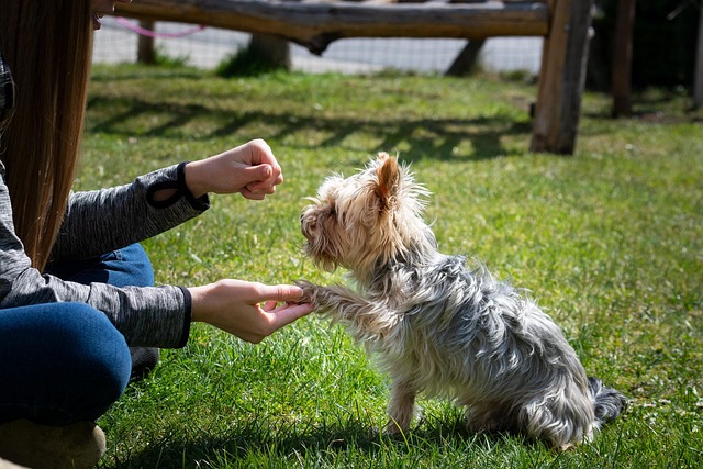 The Complete Guide to Dog Training: Everything You Need to Know