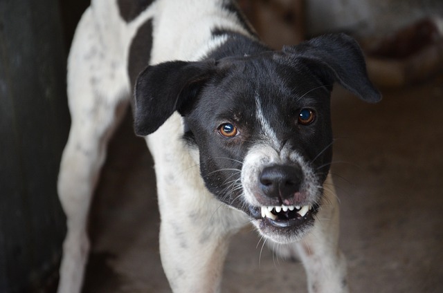 Resource Guarding in Dogs: Why It Happens & How to Help Your Pup Overcome It