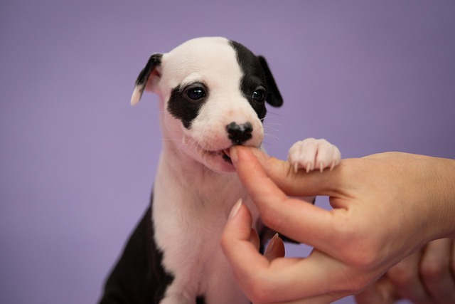 The Best Puppy Training Treats — Recommended by Professional Trainers