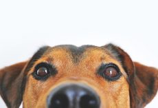 6 Common “Bad” Dog Behaviors — And How to Fix Them with Kind, Effective Training