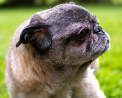 Your Complete Guide to Dog Pain Relief: How to Spot Pain and What Really Helps