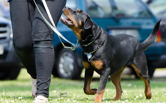 Leash Training 101: How To Leash Train Your Dog For Stress-Free, Happy Walks