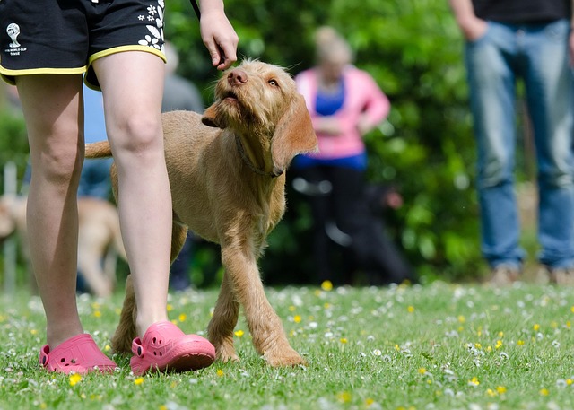 How to Teach Your New Dog 7 Essential Commands