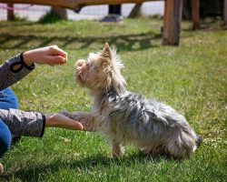 Why Positive Reinforcement Is the Gold Standard in Dog Training