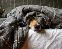 Do Dogs Ever Need Antidepressants?