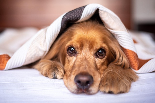 The Top 5 Joint Supplements That Help Dogs Move Better