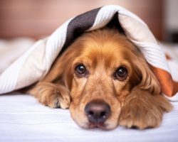 8 Signs Your Dog Might Be Struggling With Anxiety