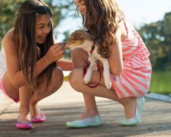 Harness vs. Collar: Which One Is Right for Your Dog?
