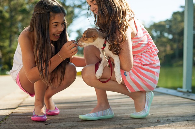 Harness vs. Collar: Which One Is Right for Your Dog?