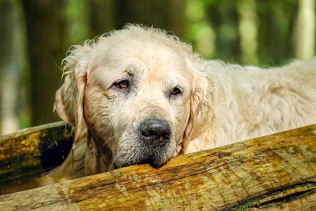 Understanding Hypothyroidism in Dogs: Causes, Symptoms & Treatment