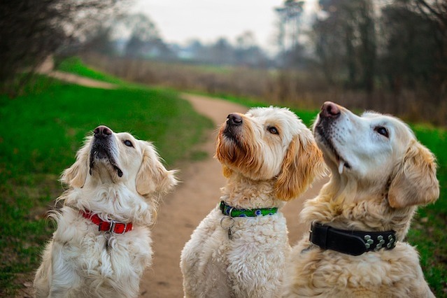Teaching Your Dog “Leave It”: A Simple Guide to Building Self-Control