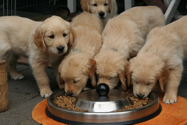 Top Veterinarian-Approved Puppy Foods