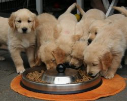 Switching Dog Food? Here’s the Right Way To Transition Your Pup