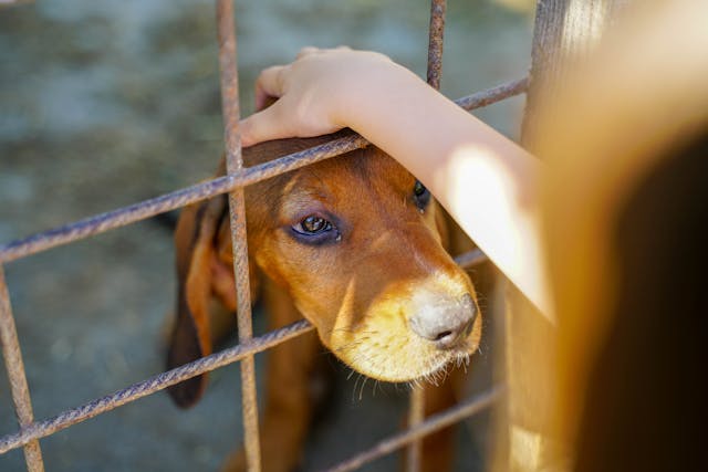 Why Adopting a Rescue Dog Might Be One of the Best Decisions You Ever Make