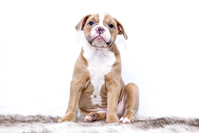 The Complete Guide to Potty Training Your Puppy