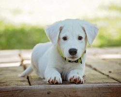 Why It’s So Important to Let Your New Dog Decompress