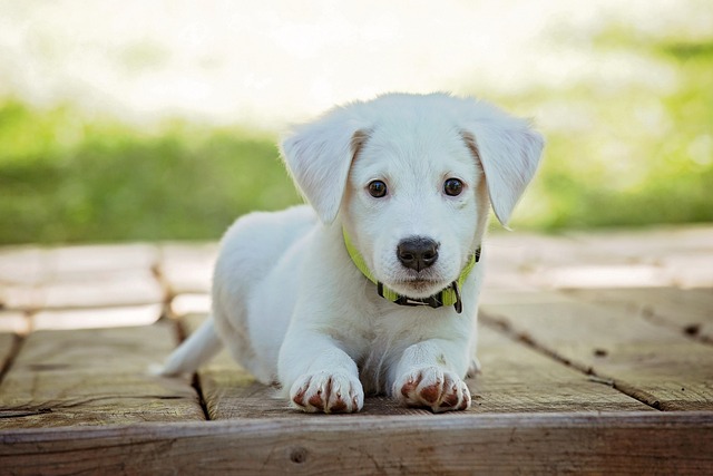 Why It’s So Important to Let Your New Dog Decompress