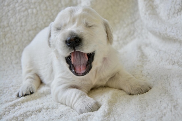 How to Help Your Puppy Stop Crying in the Crate (And Actually Learn to Love It)