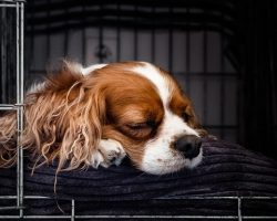 How To Crate Train Your Puppy (The Stress-Free Way)