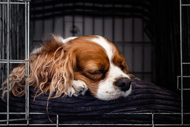 How To Crate Train Your Puppy (The Stress-Free Way)