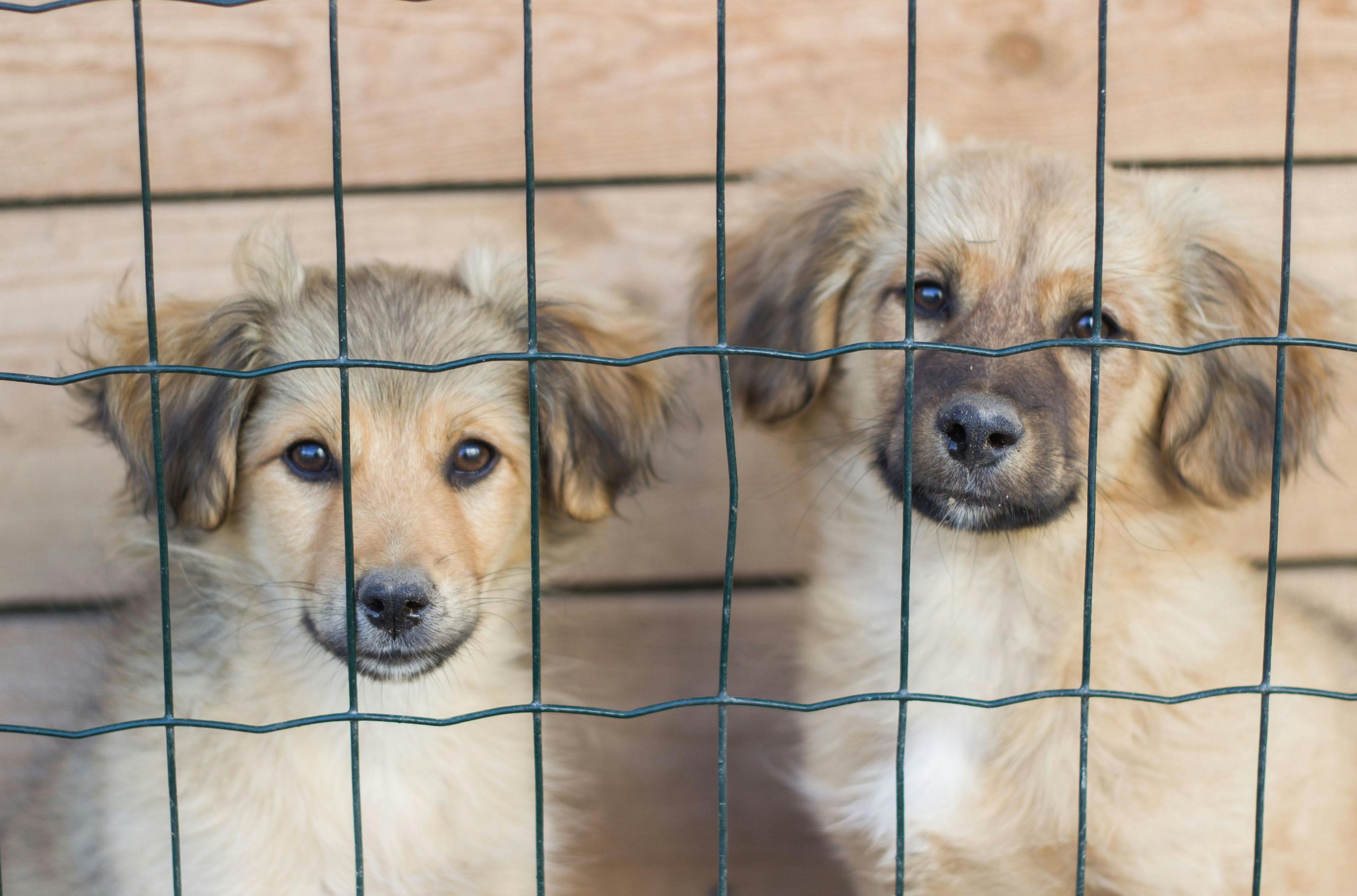 What Exactly Is A Rescue Dog?