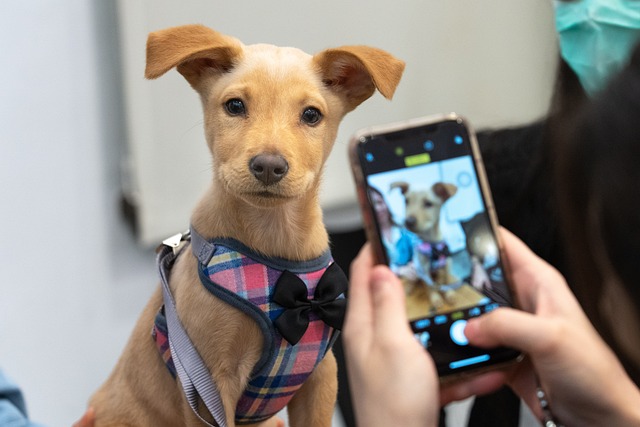 The Complete Guide to Holiday Dog Adoption