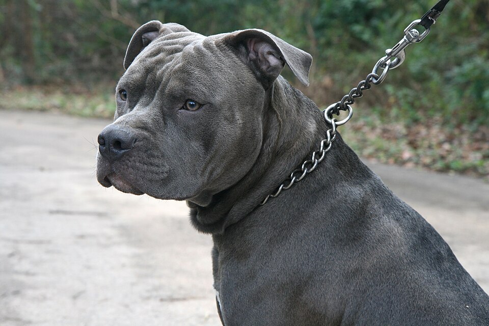 Why Choke Collars Hurt Your Dog — And What To Use Instead