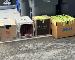Rescue Staff Checking Recycling Discover 14 Cats Abandoned In Sealed Boxes