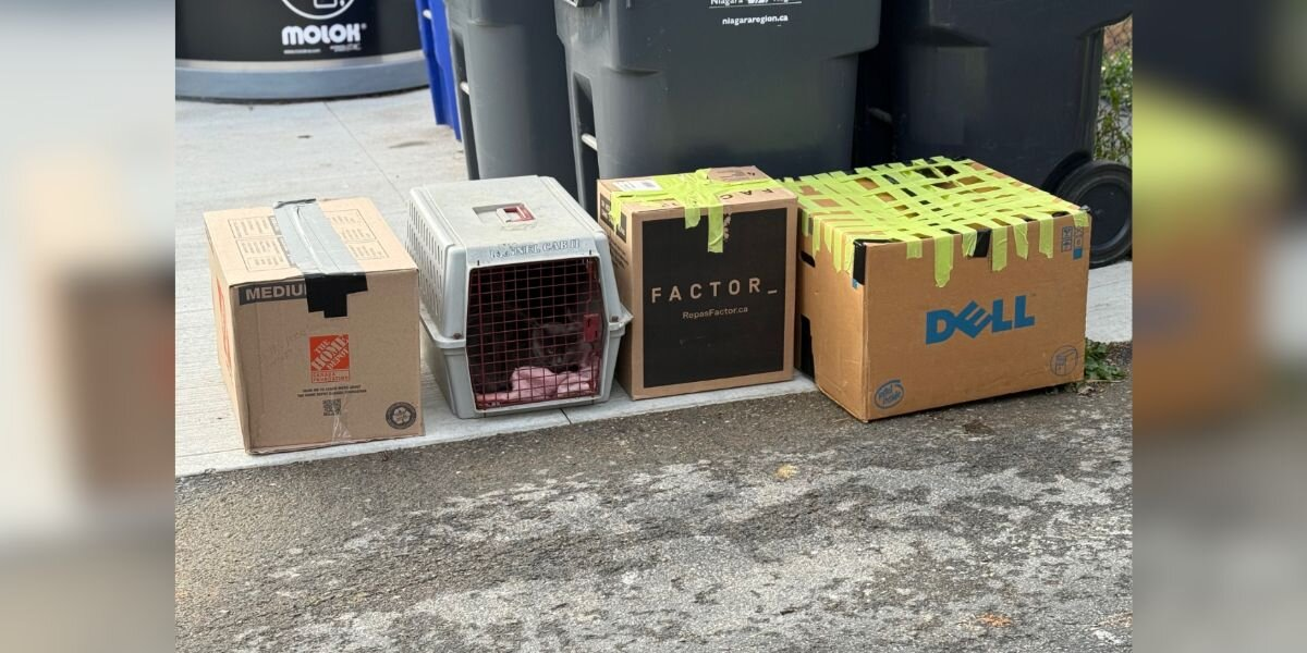 Rescue Staff Checking Recycling Discover 14 Cats Abandoned In Sealed Boxes