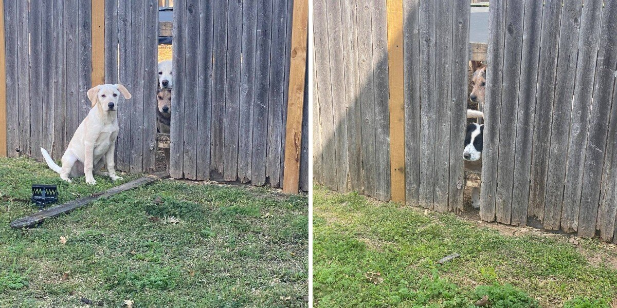 Determined Little Pup Caught Red-Handed Orchestrating A Jailbreak To Free His Friends