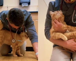 Injured Cat Arrives To Be Euthanized — But A Compassionate Vet Refuses To Give Up On Him