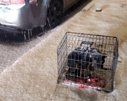 Dog Abandoned In Crate During Snowstorm Shivered Until A Stranger Heard Her Cry