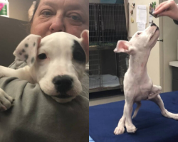 Sweet Shelter Pup Born With 5 Paws Lives Life As If She’s Perfectly Normal