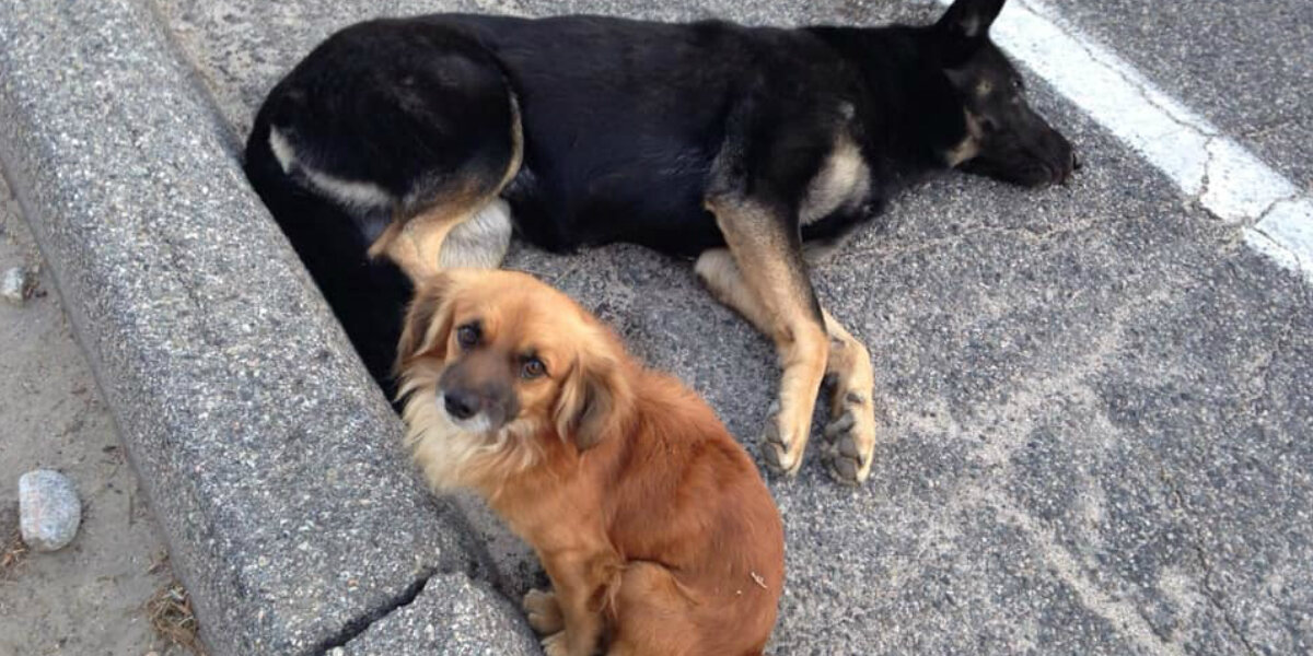 Loyal Dog Stands Guard Over His Injured, Pregnant Friend Until Help Finally Comes