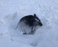 Drivers Spot Giant, Drowsy Animal Trapped in Snow — And Rush In to Help