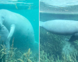 Camera Catches the Sweetest Hug and Kiss Between Wild Manatee Mom and Baby