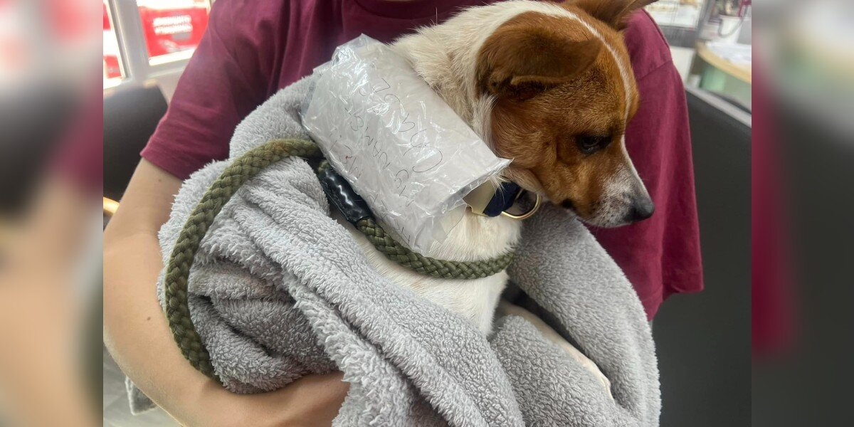 Cyclists Stop To Save Stray Dog — Then Discover A Heartbreaking Note On His Collar