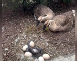 Geese Panic As Predator Invades Their Nest — Until an Unexpected Hero Jumps In