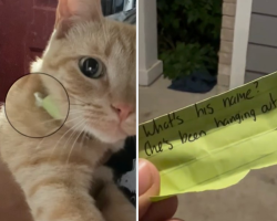 Woman Reads a Note on Her Cat’s Collar — Then Discovers He Has a Second Family