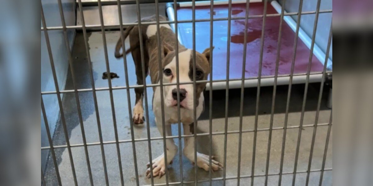 Shelter Dog With “Ducky” Feet and a Wiggly Walk Wins Hearts — And a Second Chance