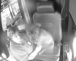 Bus Driver Spots a Lost Dog in the Rain — So She Stops Everything to Help