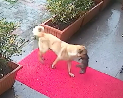 Stray Dog Appears At Vet’s Door Carrying Her Puppy — Begging For Help