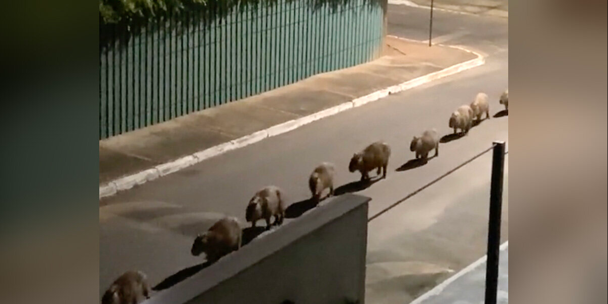 Woman Wakes Up at 3:30 a.m. to a Surprise Animal Parade Outside Her Window