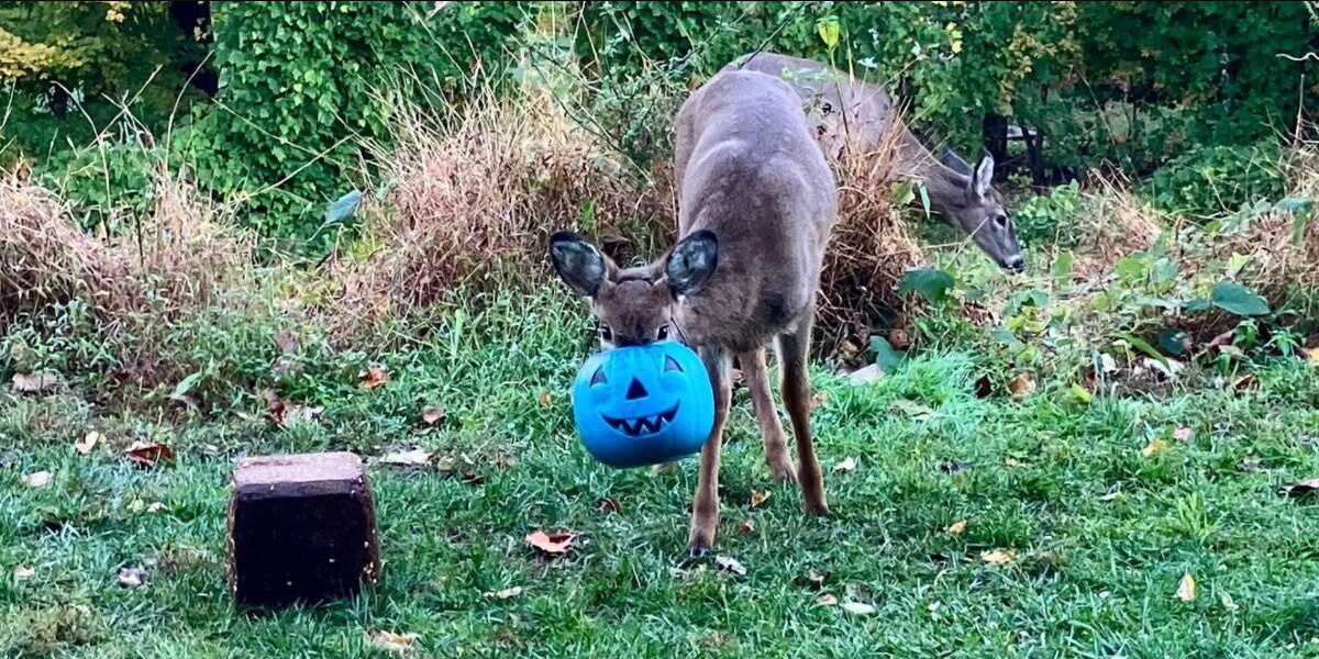Neighbors Unite To Save Deer With Bucket Stuck On His Head — And Then Something Incredible Happens