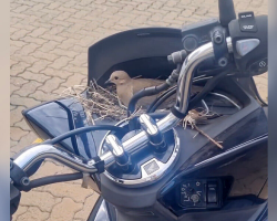 Woman Gives Up Her Motorcycle So A Mama Bird Can Safely Hatch Her Eggs