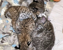 Homeowners Spot “Kittens” Cuddled Under Their Shed — Then Realize They’re Something Wildly Different